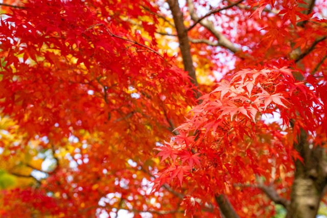 写真のタイトルが入ります