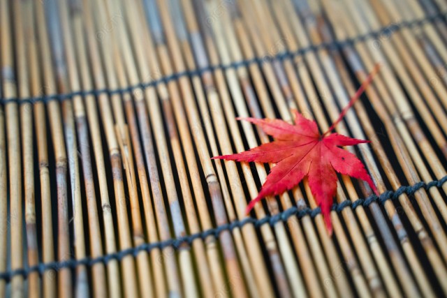 紅葉のイメージ_20