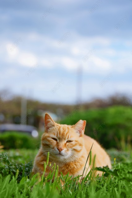 写真のタイトルが入ります