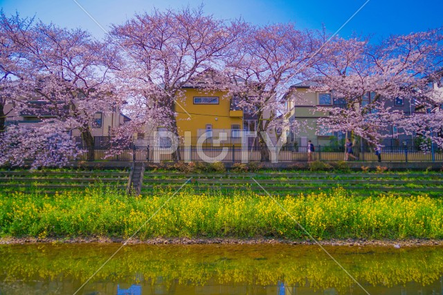 写真のタイトルが入ります