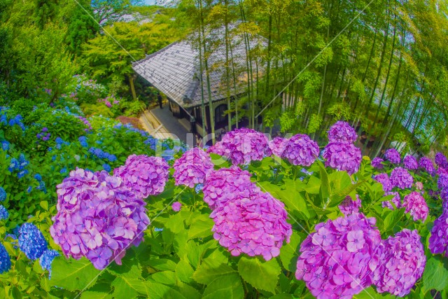 写真のタイトルが入ります