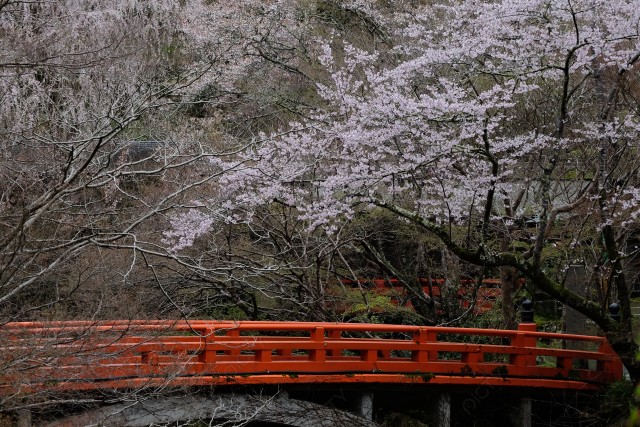 桜と指月橋