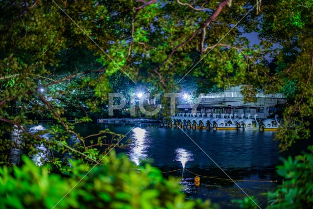 井の頭恩賜公園の夜とアヒルボート
