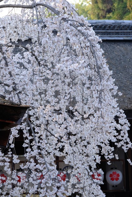 京都平野神社の魁桜の縦位置