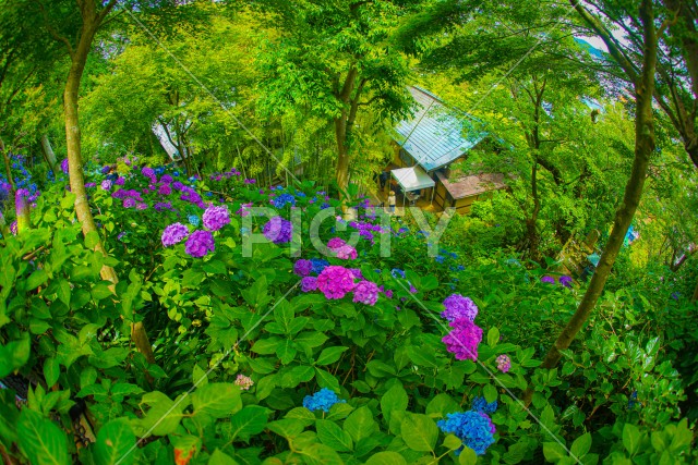 紫陽花と新緑の森