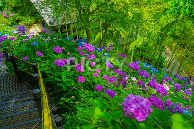 紫陽花と新緑の森