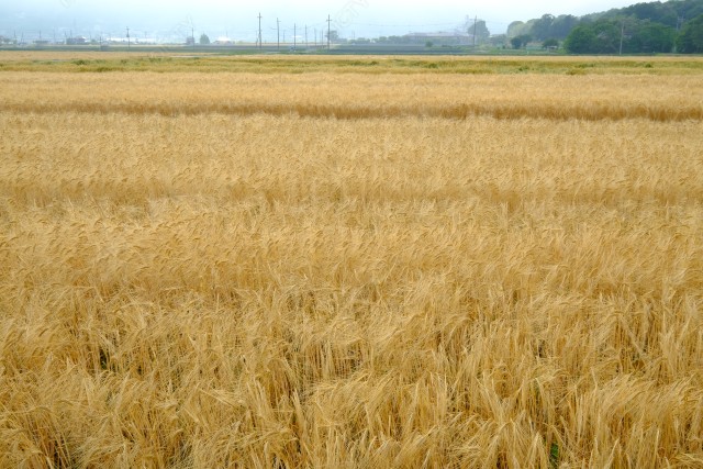 亀岡市のビール麦畑