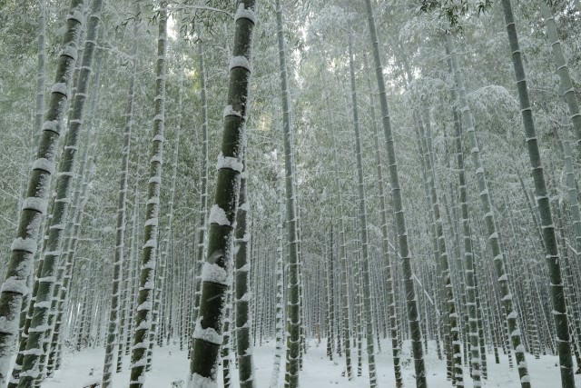 もうひとつの京都乙訓の雪の竹林