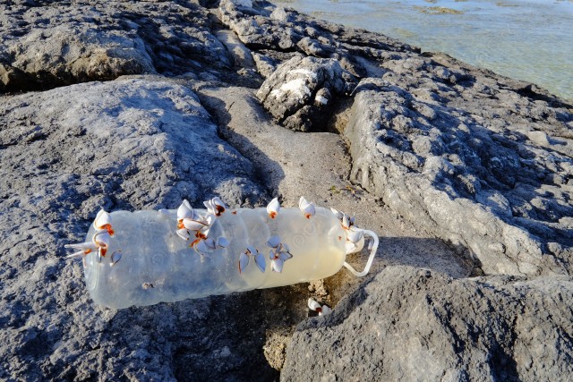 海岸に漂着した貝殻付きペットボトル