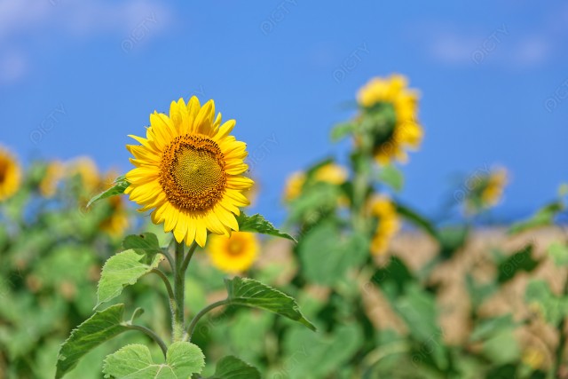 写真のタイトルが入ります