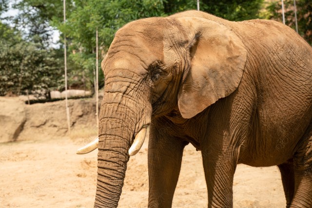 アフリカゾウ1
