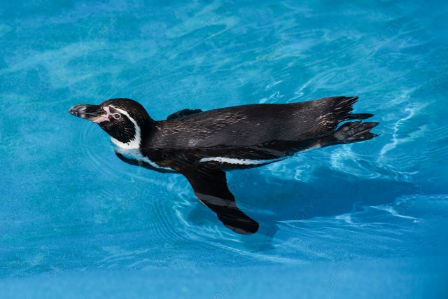 フンボルトペンギン2
