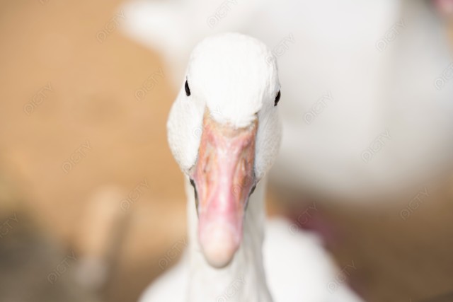 写真のタイトルが入ります