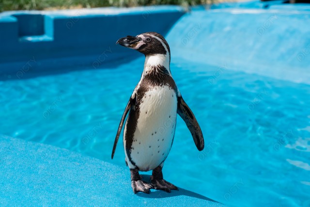 フンボルトペンギン8
