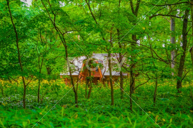 森の中の小屋