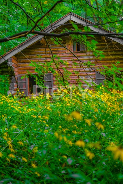 森の中の小屋