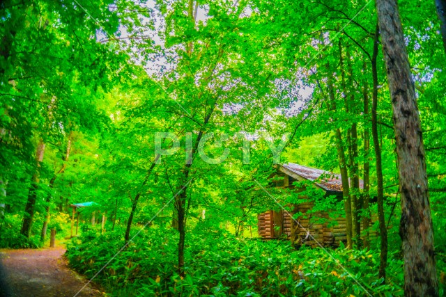 森の中の小屋