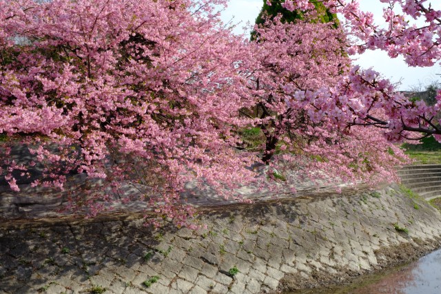 淀城堀跡と河津桜