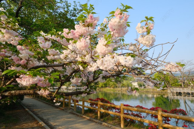 八重桜とふれあい回遊のみち