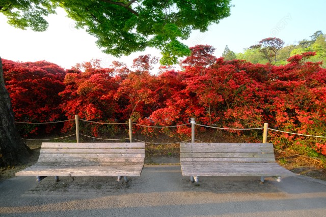 写真のタイトルが入ります
