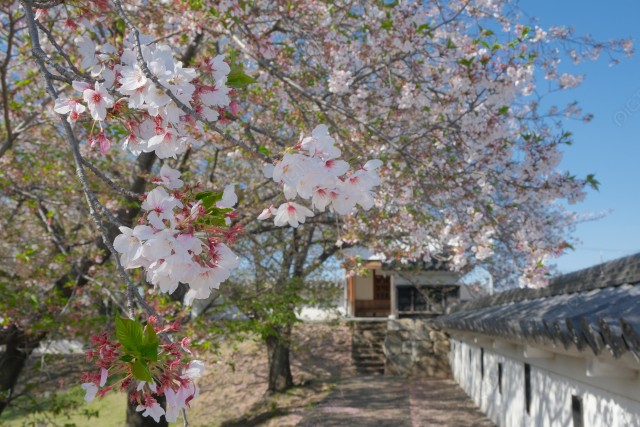 桜と勝竜寺城の隅櫓