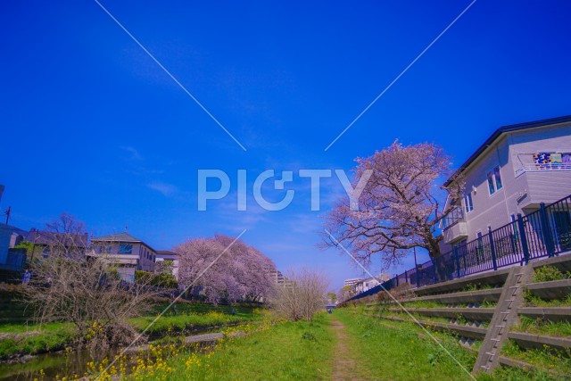 調布|野川に咲く桜