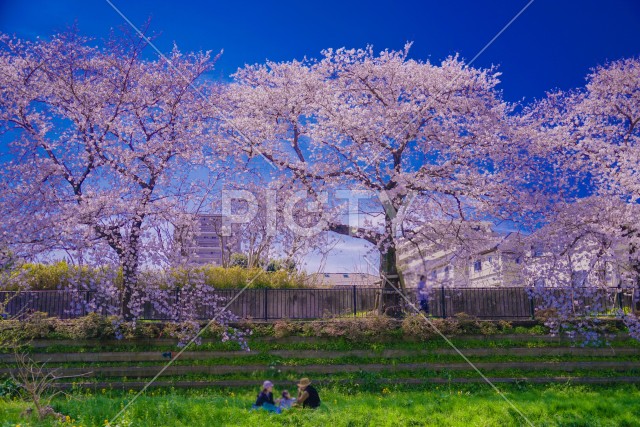 調布|野川に咲く桜