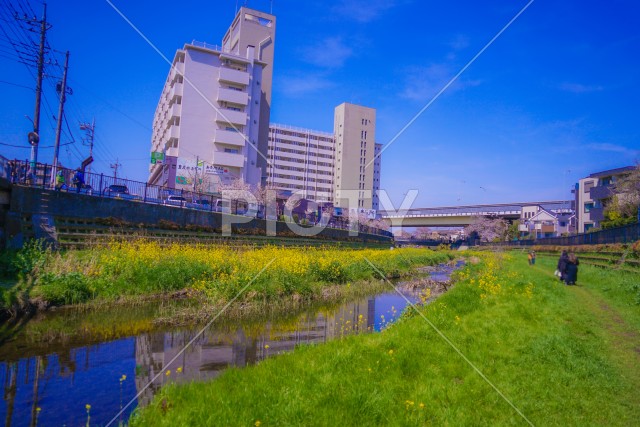 調布|野川に咲く桜