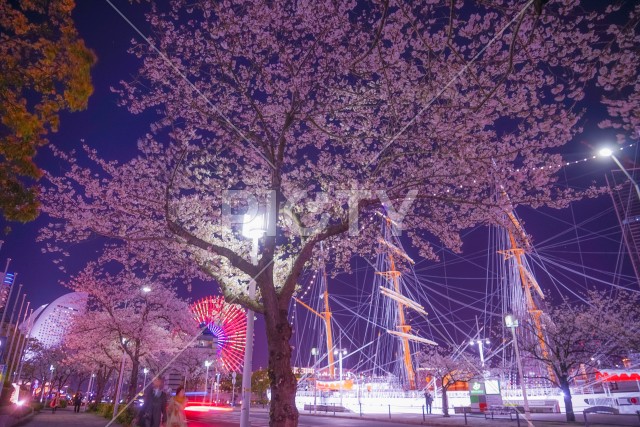 みなとみらいの桜と帆船日本丸