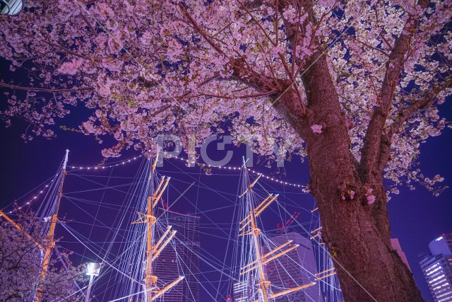 みなとみらいの桜と帆船日本丸