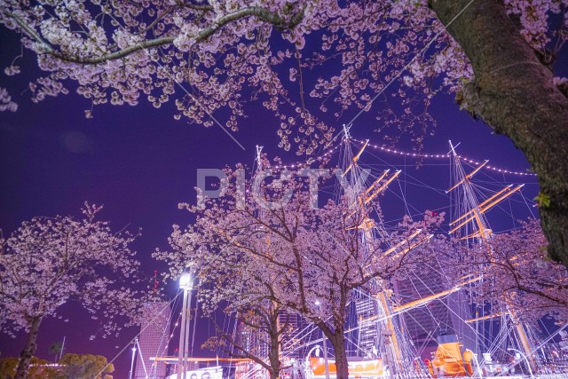 みなとみらいの桜と帆船日本丸