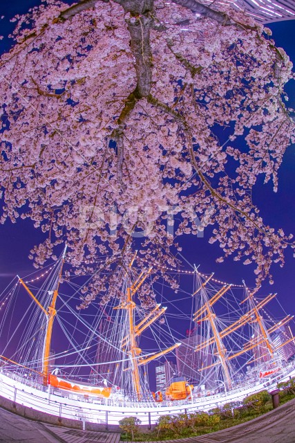 みなとみらいの桜と帆船日本丸