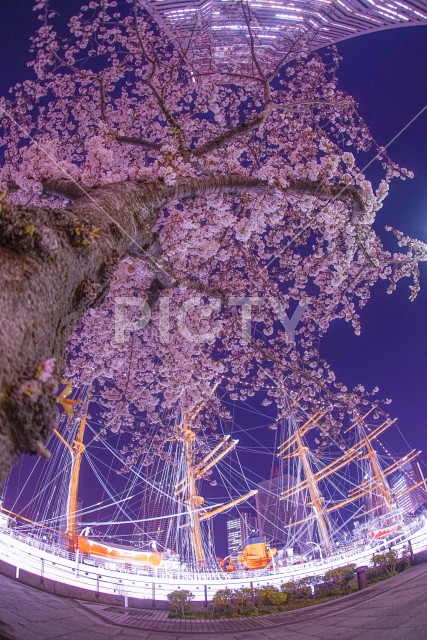みなとみらいの桜と帆船日本丸