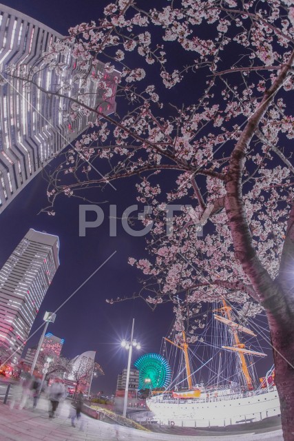 横浜みなとみらいの夜桜と横浜ランドマークタワー