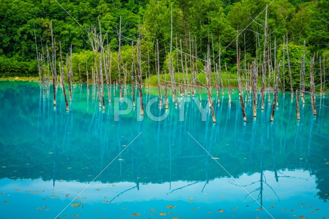 林越しに見える青い池（北海道美瑛町）