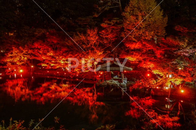 赤く照らされる日本庭園と紅葉