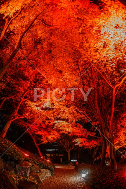 赤く照らされる日本庭園と紅葉