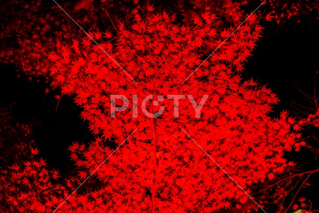赤く照らされる紅葉のイメージ