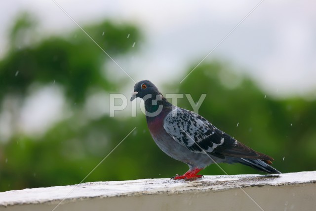 鳩