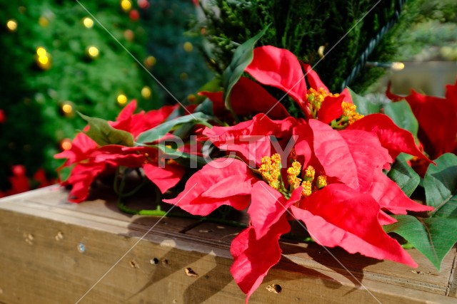 ビル街のクリスマスツリーとポインセチアの花壇