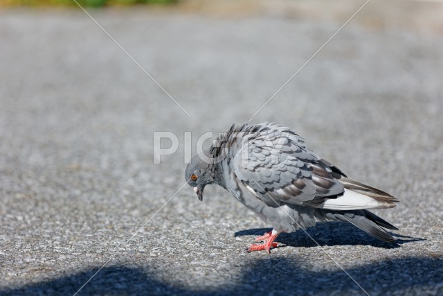 鳩