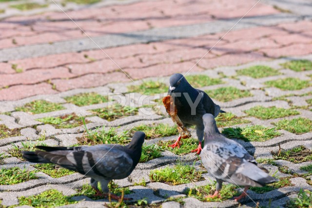 鳥がトリを食べる
