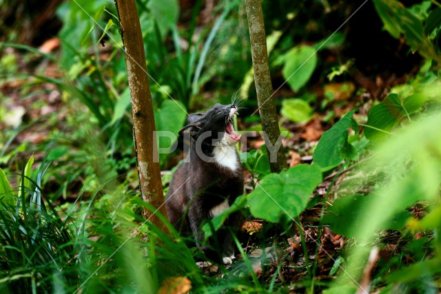 野良猫