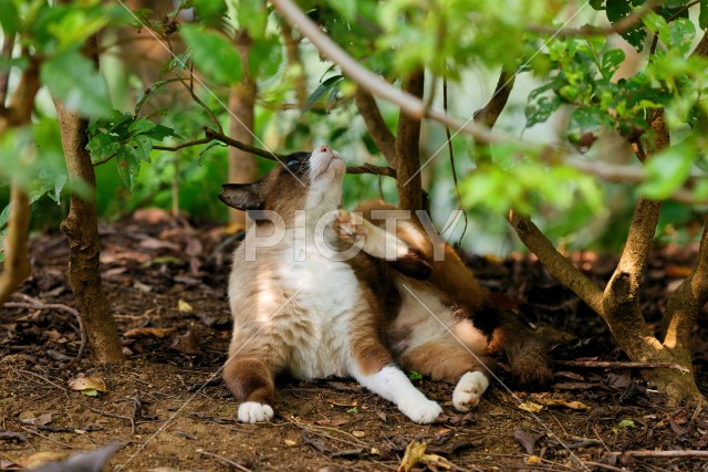 写真のタイトルが入ります