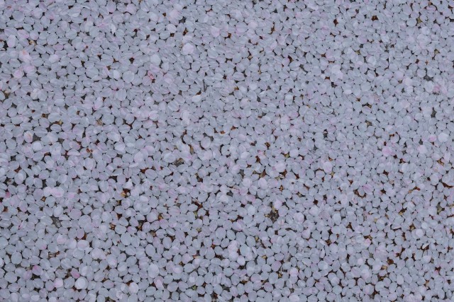 密度高く密集した花びらのテクスチャ