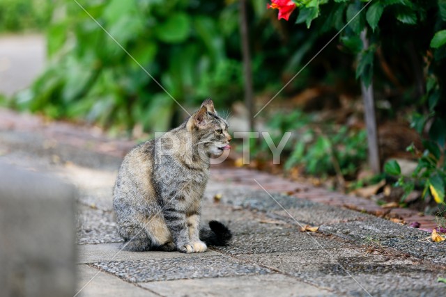 野良猫