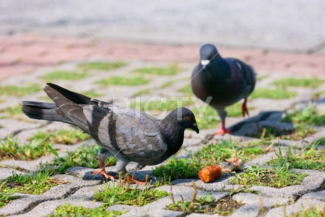 鳥がトリを食べる