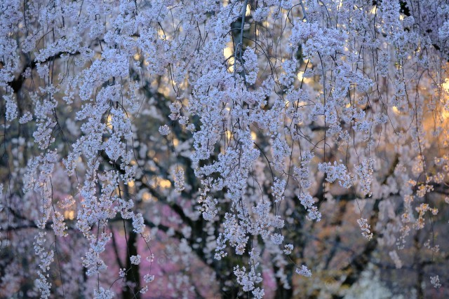 写真のタイトルが入ります