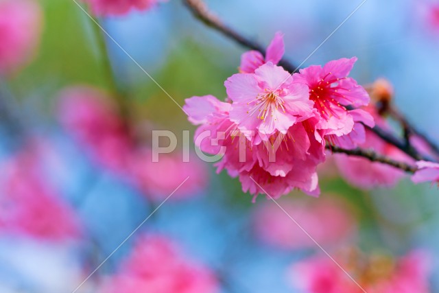 緋寒桜