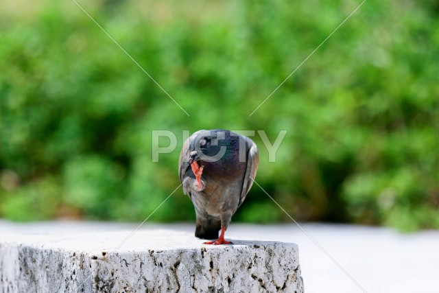 鳩